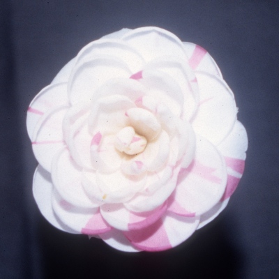 Elizabeth Glunt